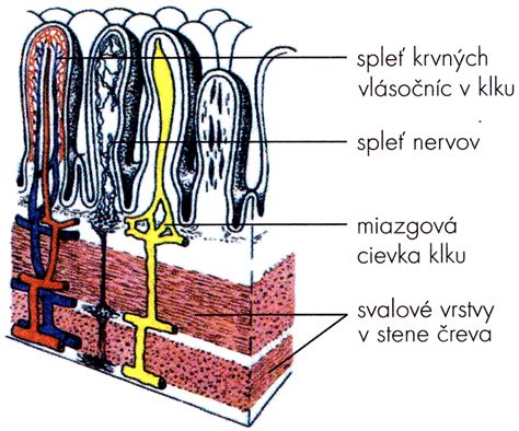 Štruktúra tenkého čreva s klkmi a bez nich