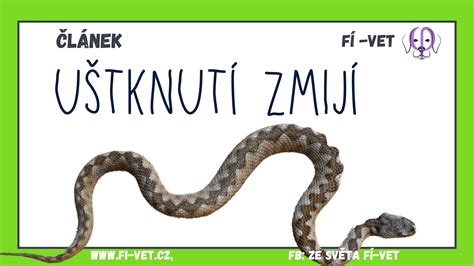 Ilustrácia zmije retiazkovej v listí
