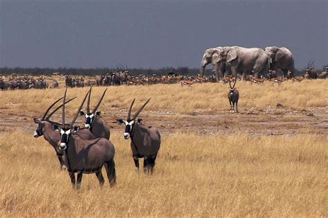 Africká savana v Zootopii