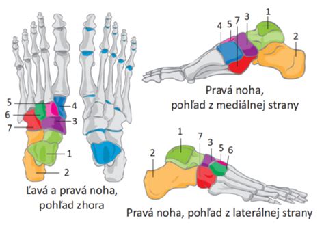 Anatómia zdravej nohy a plochonožia