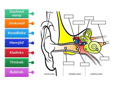 Anatomický nákres mandlí a hltana
