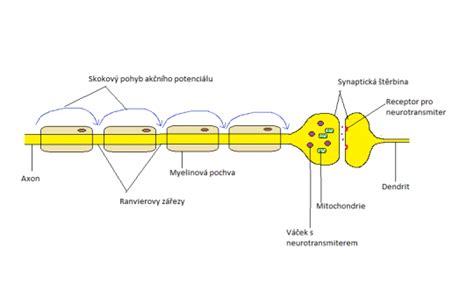 Vizualizácia neurónu a synaptického prenosu
