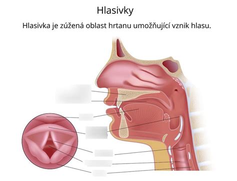 Hlasivky a štruktúra hrtana