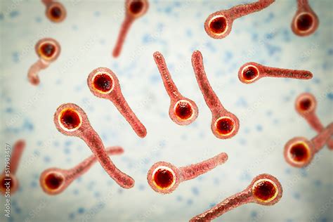 Baktéria Clostridium tetani pod mikroskopom