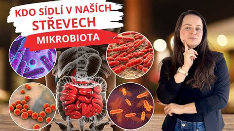 Schéma vplyvu stravy na črevnú mikrobiotu a imunitu