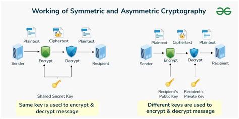 Comparison of symmetric and asymmetric hypotrophy