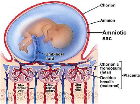 Amniotic sac with fetus diagram