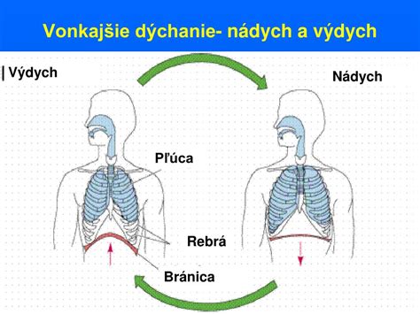 Zobrazenie rozdielu medzi zrakom dospelého človeka a novorodenca