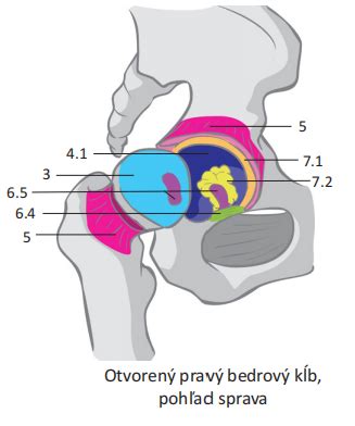 Detský bedrový kĺb