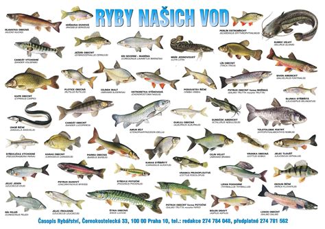 Obrázok rôznych druhov tučných rýb