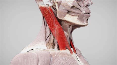 Anatómia svalu m. sternocleidomastoideus