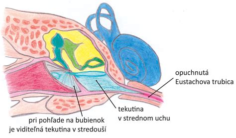 schéma vnútorného ucha a vestibulárneho aparátu