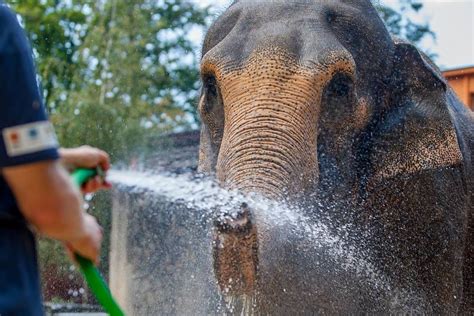 Maľovánka slona striekajúceho sa vodou