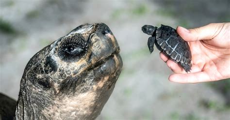 Korytnačka v rozkvitnutej záhrade