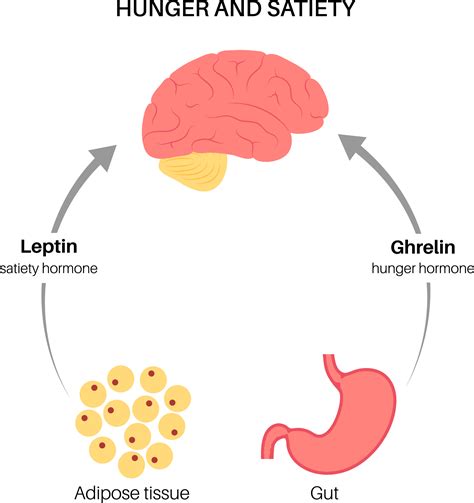 Diagram showing the interplay of leptin and ghrelin