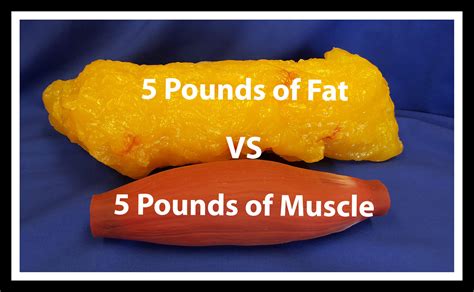 Visual representation of muscle vs. fat weight
