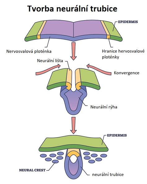 ilustracia morovho reflexu u plodu