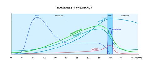 HCG hormone production diagram