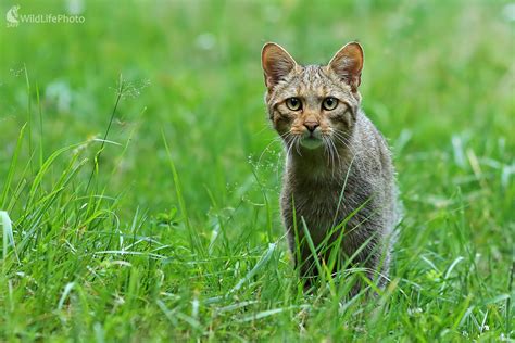 mačka divá s mláďatami