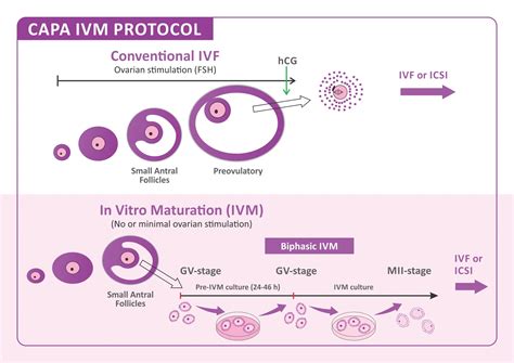 Tabuľka porovnávajúca krátky a dlhý IVF protokol