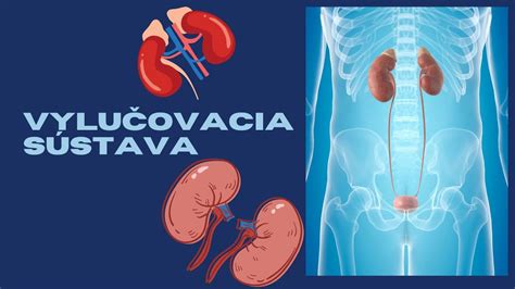 Grafika: Rýchlosť vylučovania anestetík z tela
