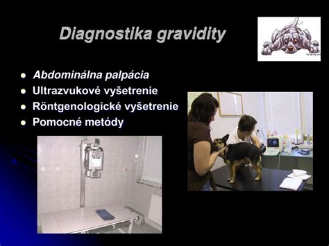 Ultrazvukové vyšetrenie gravidity u psa