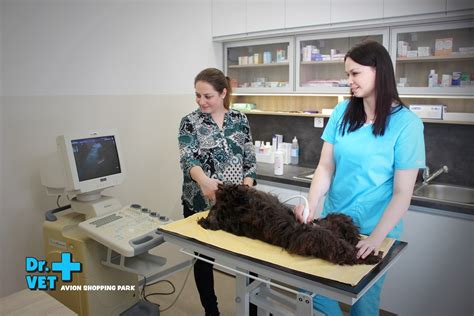 Veterinárny lekár a jeho rola pri starostlivosti o feny
