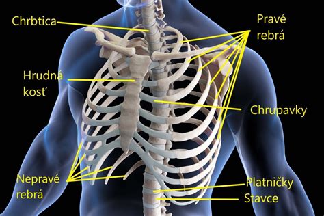 anatomické znázornenie prsníka