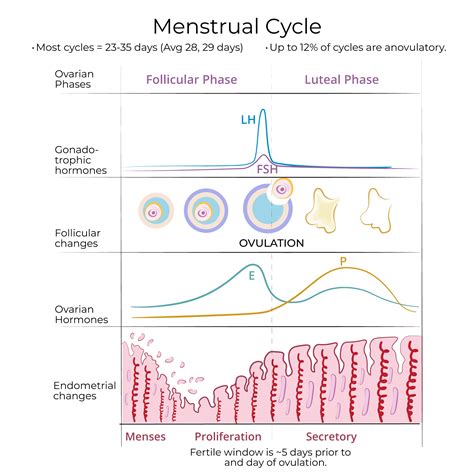 Hormonal cycle diagram with ovulation spotting