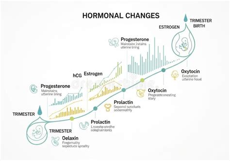 Graphic showing hormonal changes in pregnancy by trimester