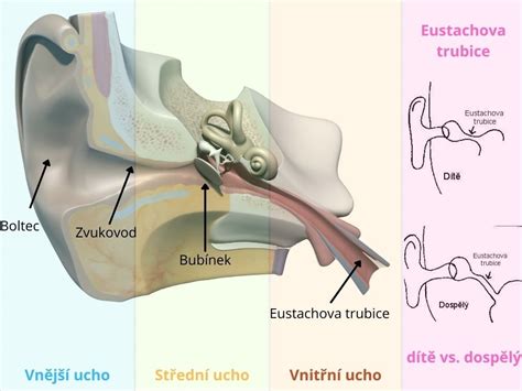 schéma anatómie detského ucha a Eustachovej trubice