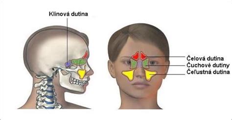 Schéma nosovej dutiny a prínosových dutín