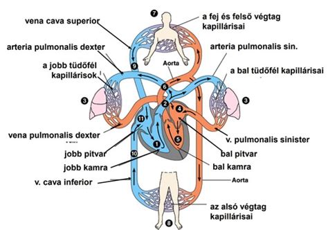 Anatómia vtáka s vyznačenými orgánmi