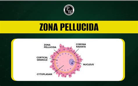 Znázornenie ochranného obalu vajíčka (zona pellucida)