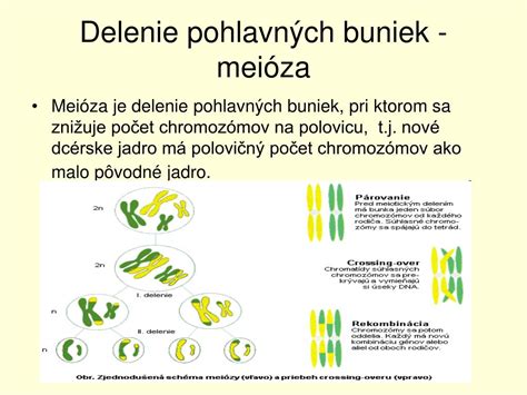 Delenie buniek a vznikajúca morula