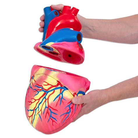 Ilustrácia srdca a očí ako symbolov ľudského vnímania