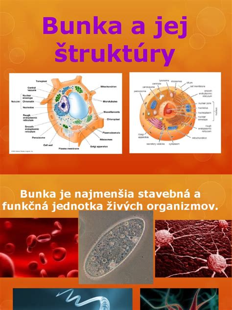 Schéma štruktúry spermie a jej pohyblivosti