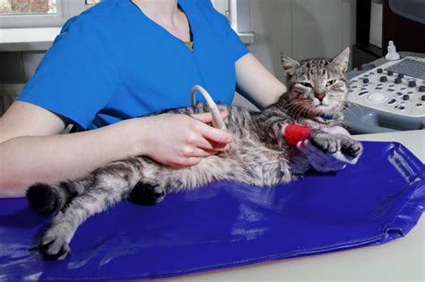 Veterinárne vyšetrenie mačky
