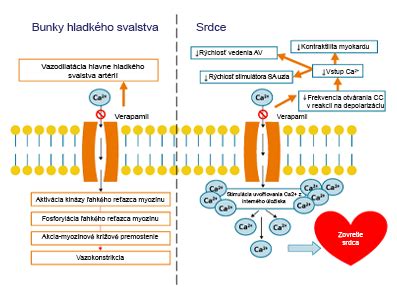 Mechanizmus účinku inozitolu na kvalitu vajíčok