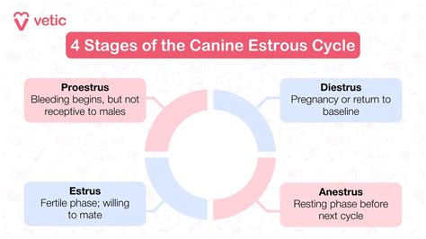 Graphic illustrating a dog's reproductive cycle showing estrus, fertile window, and gestation period