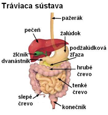 Ilustrácia tráviacej sústavy dieťaťa v procese rastu