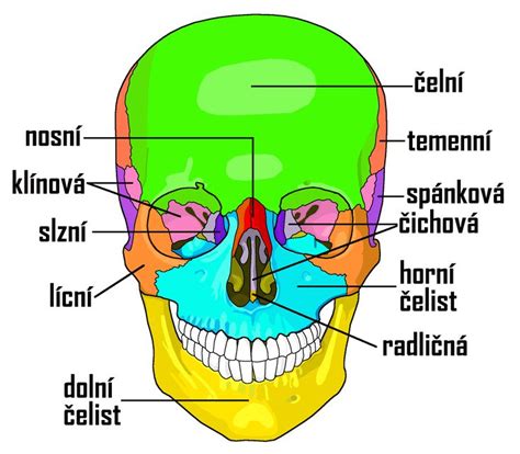 Diagram detskej lebky s vyznačenými fontanelami
