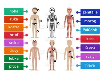 ľudské telo a homeostáza