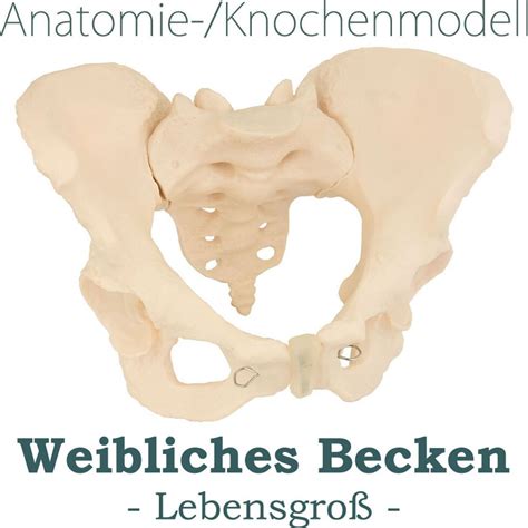 anatomické prepojenie panvy a maternice