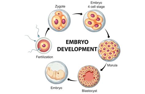 Triploidné embryo