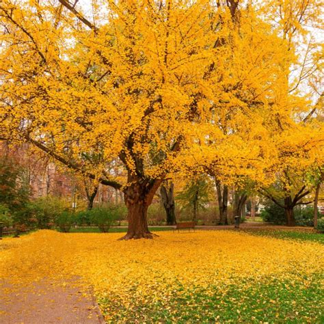 Charakteristika stromu Ginkgo Biloba