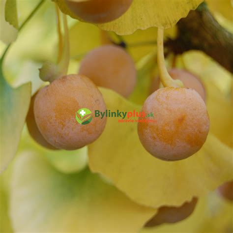 Ginko dvojlaločné - listy a vetvičky