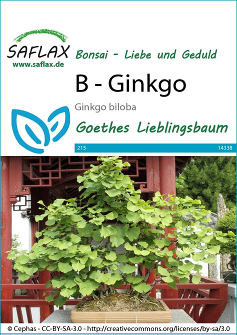 Ginko bonsaj