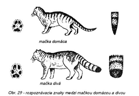 rozdiel medzi mačkou divou a domácou