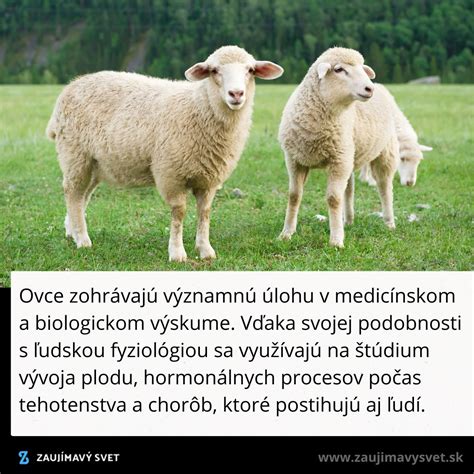 schéma vývoja plodu ovce
